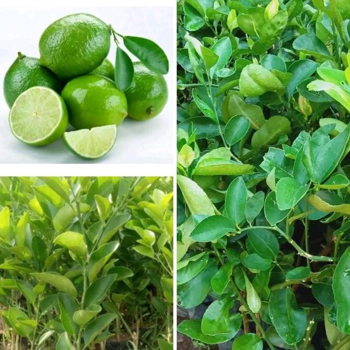 

Terlaris Bibit Jeruk Nipis Okulasi