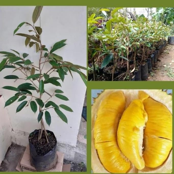 

Terlaris Paket 3 Bibit Durian Monthong Kaki 3