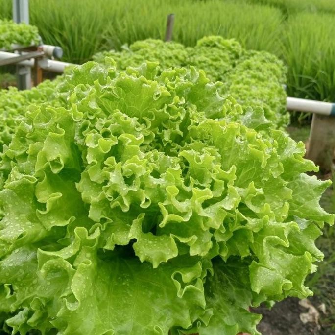 || BANANA / Benih selada batavia SONYBEL bejo seed ||~~~