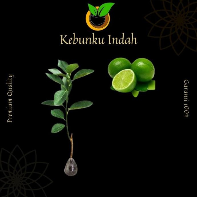 

Terlaris Bibit Jeruk Nipis Jumbo Okulasi