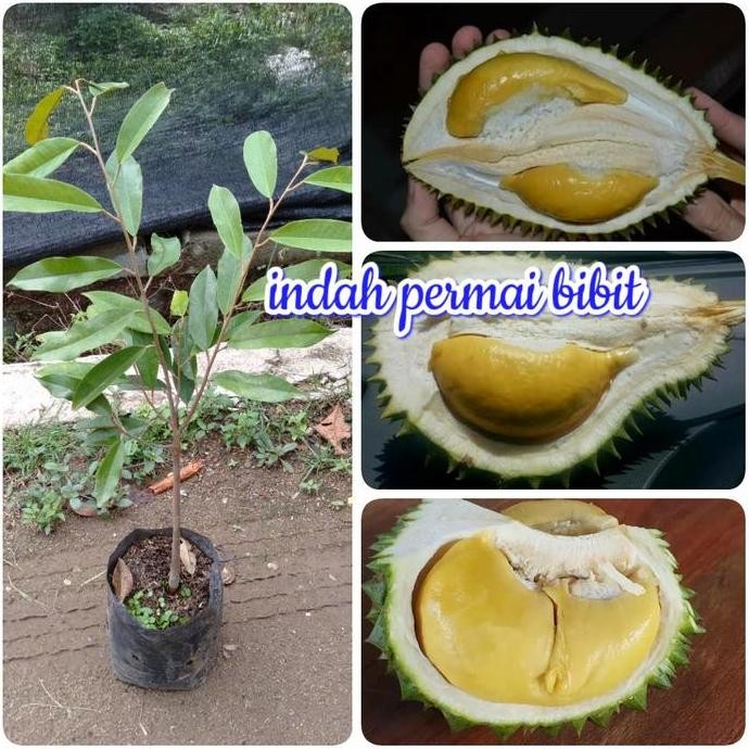 

Terlaris Bibit Tanaman Durian Puang Manee