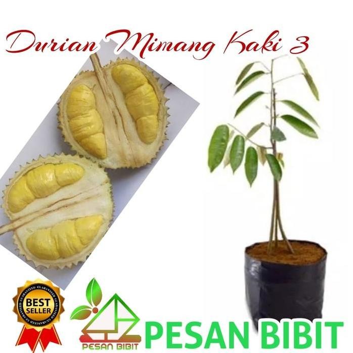 

Terlaris Bibit Durian Memang Kaki 3
