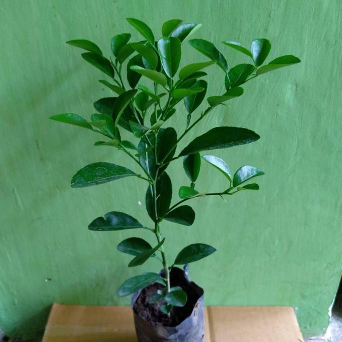 

Terlaris Beli 10 Gratis 1 !! Bibit Jeruk Nipis Jeruk Pecel Jeruk Soto