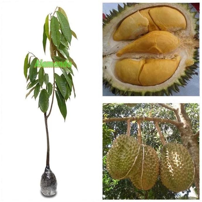 

Terlaris Bibit Tanaman Durian Bawor Berkualitas