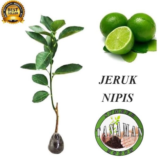 

Terlaris Bibit Pohon Buah Jeruk Nipis