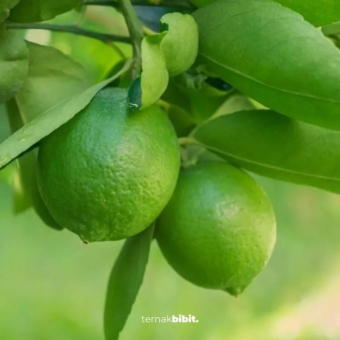 

Terlaris Ternakbibit - Bibit Jeruk Nipis Asli Kualitas Premium