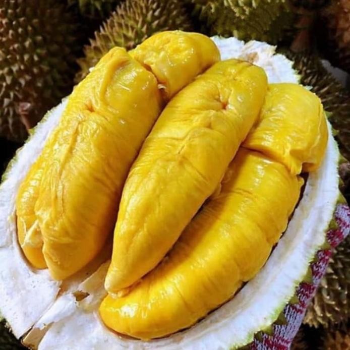 

Terlaris Bibit Durian Bawor (Hasil Okulasi) Tinggi 1M