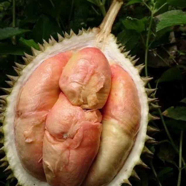 

Terlaris Bibit Durian Pelangi Unggul