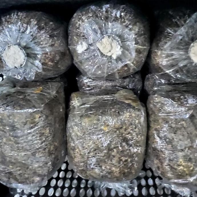 || BANANA / F3 BENIH BIBIT BAGLOG JAMUR MERANG UNGGULAN VARIETAS SEMI PUTIH SIAP TEBAR ||~~~