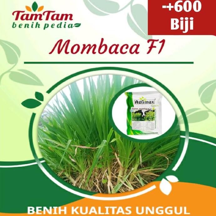 || BANANA / Agrimax Benih Mombaca F1 Panicum Maximum Pakan Ternak Sapi/Kambing (600biji) ||~~~
