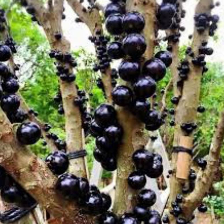 Bibit tanaman ANGGUR PRECO ANGGUR BRAZIL TINGGI 1 METER siap berbuah