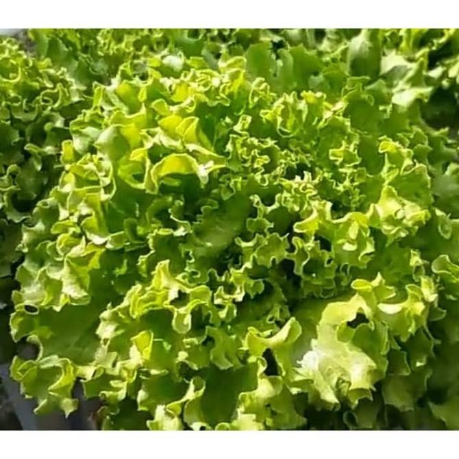 || BANANA / Benih Selada Maritima 500 pills selada batavia enza indoseed ||~~~