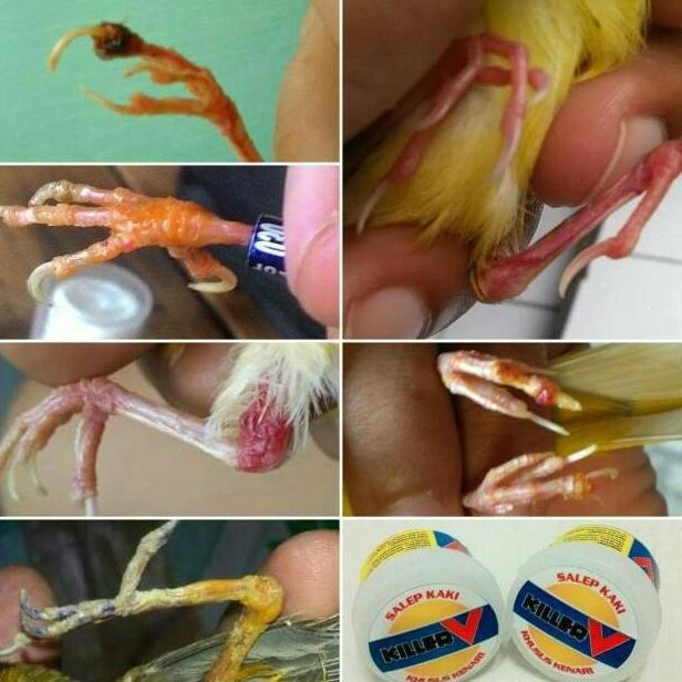 Gha-68 Paling Murah Killer V Kiler V Salep Obat Oles Cream Kaki Burung Atasi Jamuran Bubul Bengkak L