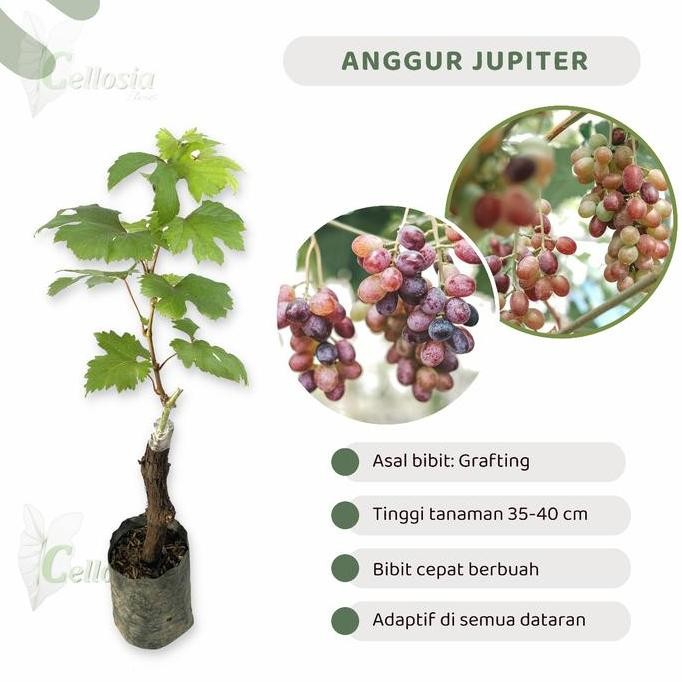 

Bibit Tanaman Buah Anggur Import Jupiter FRESS