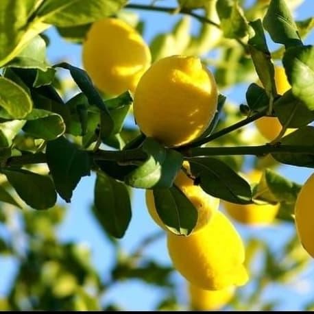 

Bibit Tanaman Buah Jeruk Lemon Import FRESS