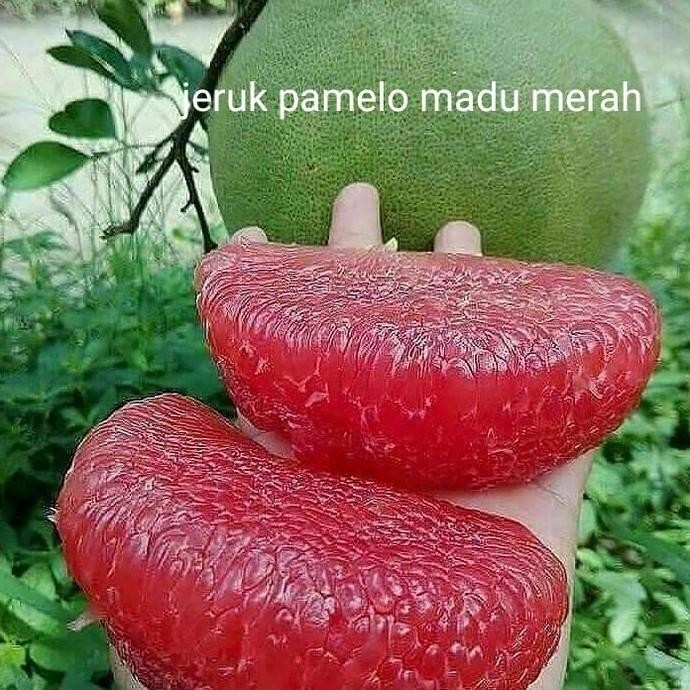 

bibit tanaman buah jeruk red pamelo madu merah okulasi cepat berbuah FRESS