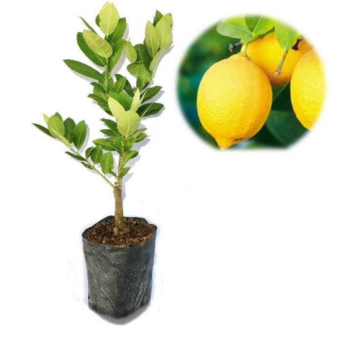

BIBIT TANAMAN BUAH JERUK LEMON IMPOR FRESS