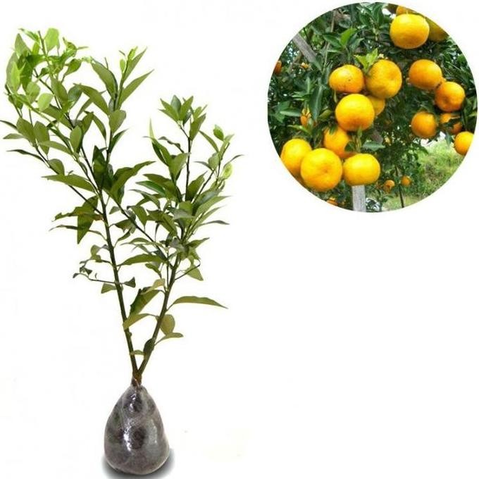 

Bibit Tanaman buah Jeruk Keprok Siem madu FRESS