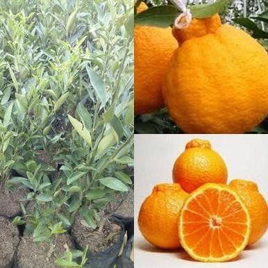 

BIBIT TANAMAN BUAH JERUK DEKOPON SUPER JUMBO FRESS