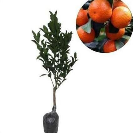 

Beli 3 gratis 1 Bibit Tanaman Buah Jeruk Santang Madu FRESS