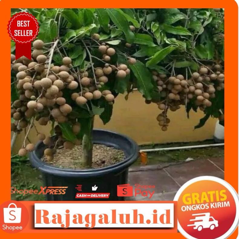 NEW!!! Bibit Kelengkeng Diamond River BERBUNGA 1 meter up