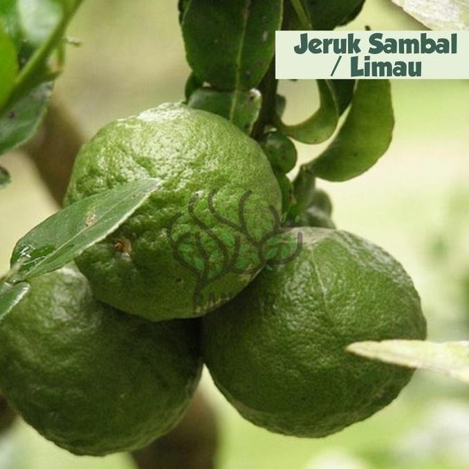 

Jeruk Sambal / Jeruk Limau Bibit Buah Tanaman Hias Teras Rumah Termura FRESS