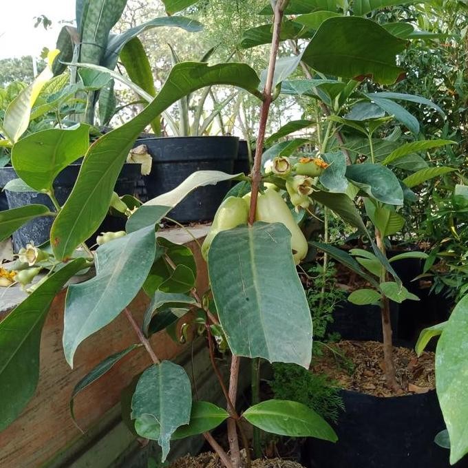 UNGGULAN bibit cangkok jambu air madu deli