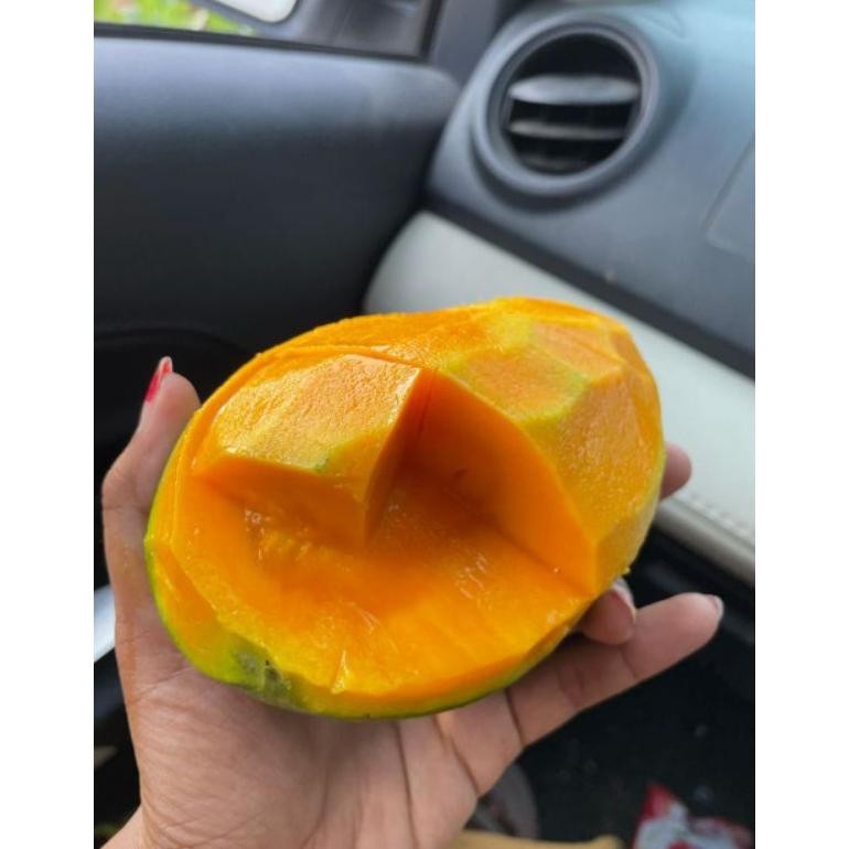 

Good Quality Mangga Gadung/Mangga Klonal/Mangga Alpukat