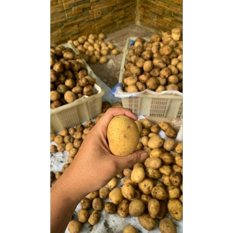 

Mudah Digunakan Kentang Super Segar Dieng Ukuran (Sedang 1Kg)