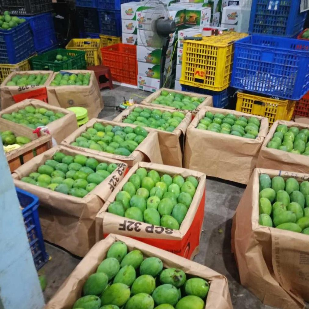 

Buktikan Mangga Muda 1Kg Jenis Gadung/Harum Manis/Alpukat