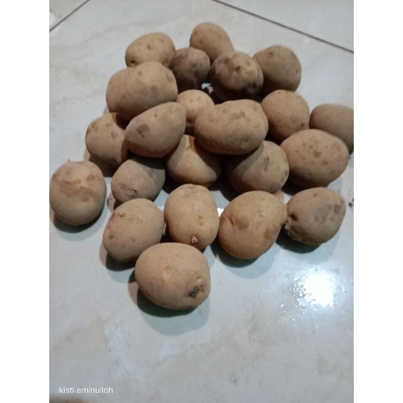 

Free Ongkir Kentang Kecil 1Kg/Kentang Siomay
