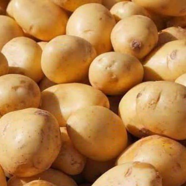 

New Arrival Kentang Dieng Kentang Asli Pegunungan Dieng