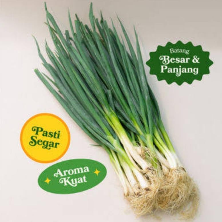 

Praktis Kebun_Subur-Bibit Daun Bawang Siap Tanam