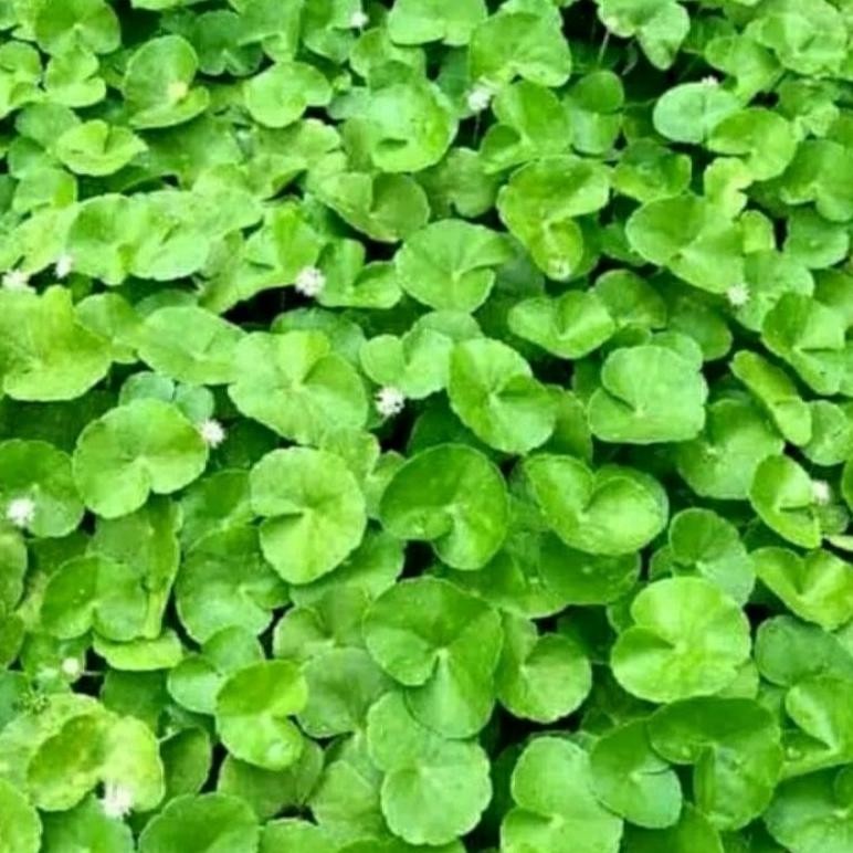 

Menarik Daun Pegagan Segar (Antanan) Perikat 200 Gram