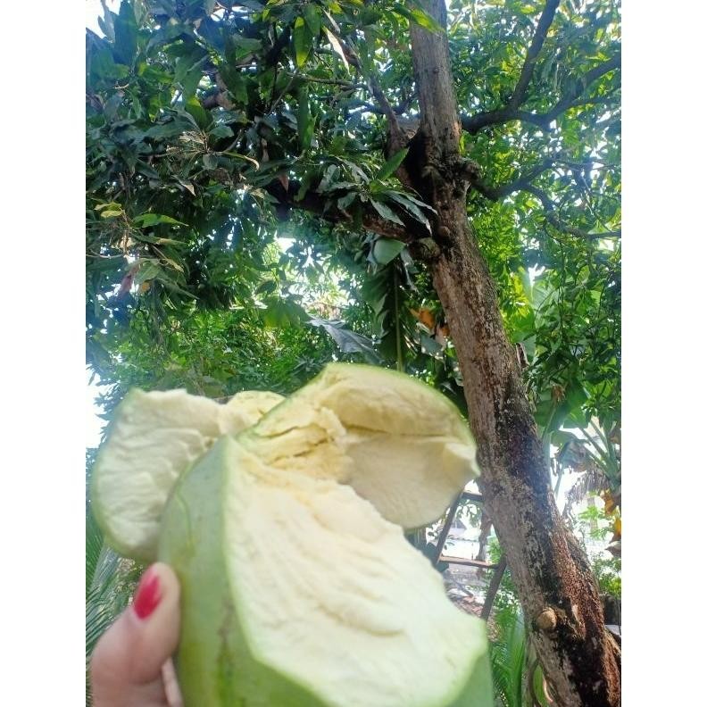 

Terbatas Mangga Gadung/Harum Manis Kondisi Muda Mentah / Fresh 1Kg Isi 2-3- 4 Bisa Request