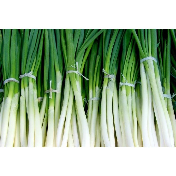 

Terlaris Daun Bawang Daun Sop Seledri Segar 1 Ikat Freshmarketlampung