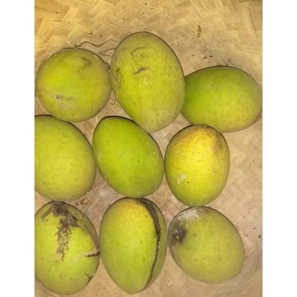 

Desain Elegan Buah Mangga Kweni Segar 1Kg Antioksidan Harum