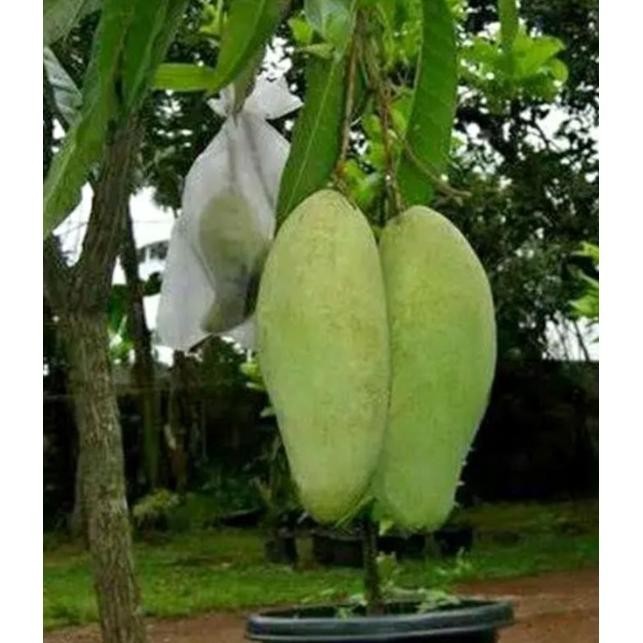 

Terlaris Buah Mangga Golek/Mangga Rujak 1 Kg