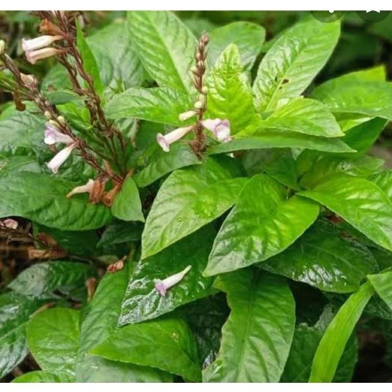 

Momen Spesial Daun Rendeu Segar 1 Kg Daun Lalapan Segar