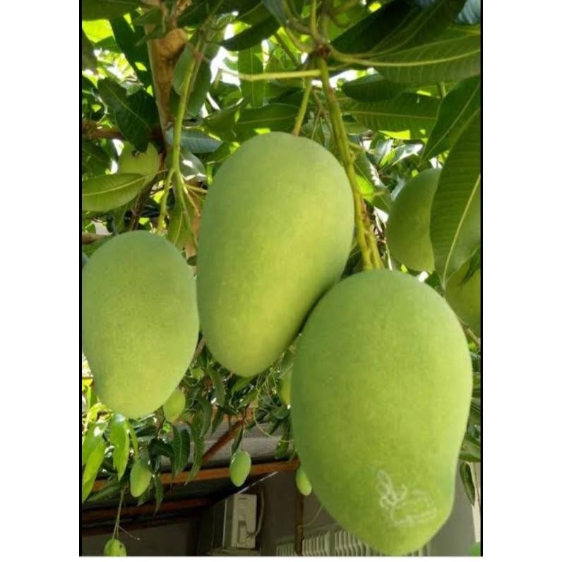 

Special Mangga Muda Segarr Sangat Cocok Untuk Rujak Isi 1Kg