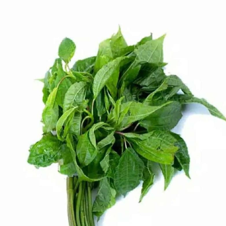 

Buktikan Daun Pohpohan Fresh Daun Poh Pohan Lalapan Sehat