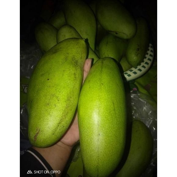 

Inovasi Buah Mangga Golek/Mangga Rujak 1 Kg