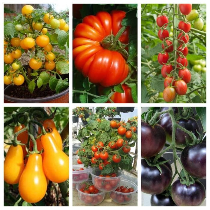 Paket Hemat 6 Jenis Benih / Biji / Bibit Tomat Hias Tomat Unik Promo