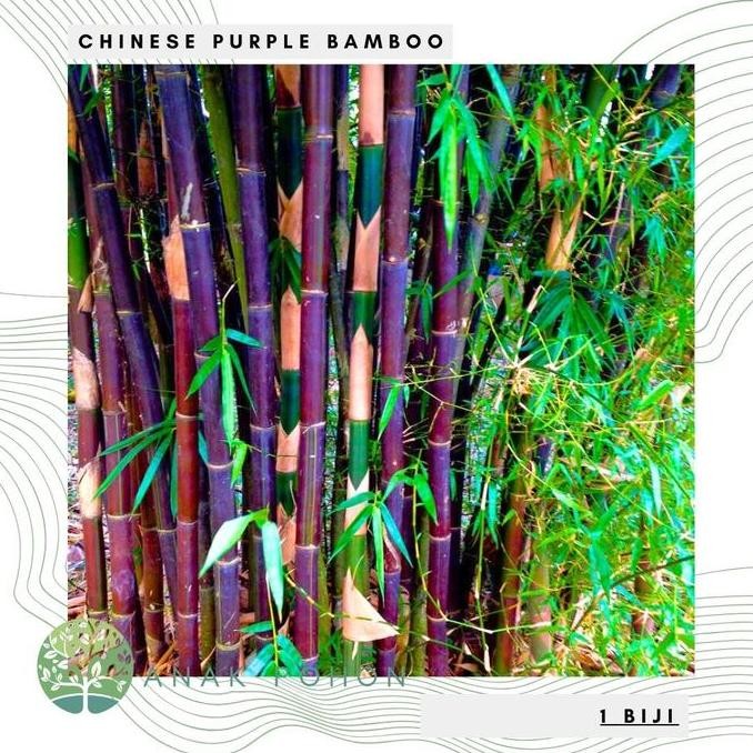 Benih Bibit Biji - Chinese Purple Bamboo Bambu Kayu Ungu Hitam (Phyllostachys nigra) Seeds - IMPORT 