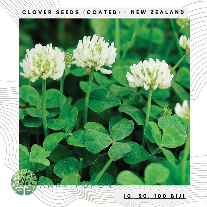 Benih Bibit Biji - Clover New Zealand (Coated) Dutch Clover True Irish Shamrock White Clover Cover C