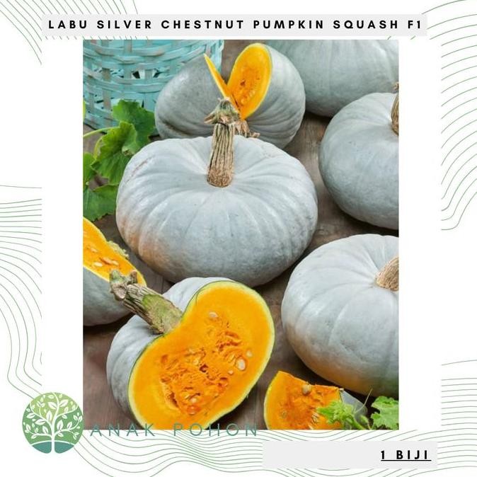 Benih Bibit Biji - Labu Silver Chestnut Pumpkin Squash F1 Kastanye Kaboca Perak Hibrida Seeds - IMPO