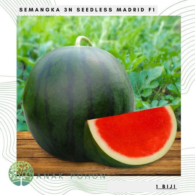 Benih Bibit Biji - Semangka 3N MADRID F1 Hibrida Non Biji Seedless murah