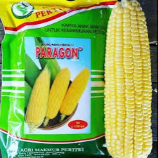 benih / bibit jagung manis PARAGON Murah