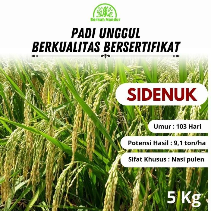 Benih Padi Inpari SIDENUK 5kg Premium Bibit Padi Unggul Promo