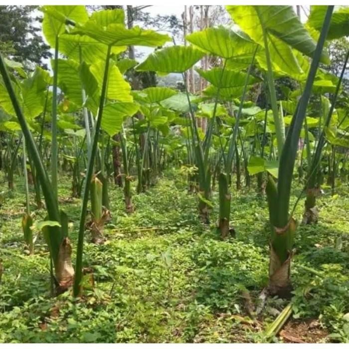 BIBIT TALAS BENENG 1KG ISI 10 BONGGOL / TALAS BANTEN TALAS MENTEGA Promo